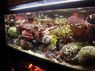 75g dt resized feb15 2010.JPG