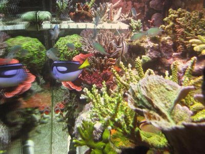 75g dt side view feb15 2010.JPG