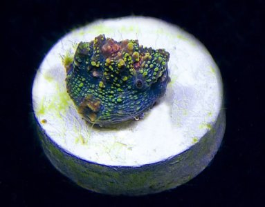 WWC Hologram-Web.jpg