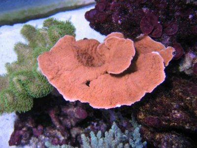 Montipora_capricornis.jpg