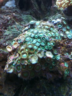 zoas.jpg