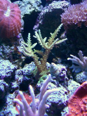 corals 2_16_10 033.jpg