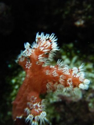 DSCF1700.JPG