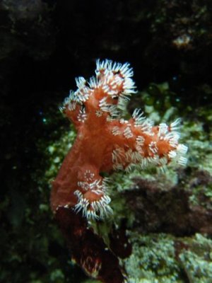 DSCF1701.JPG