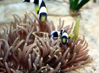 Twins-anem-headon.jpg