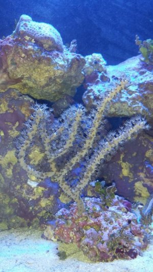 gorgonian small.jpg