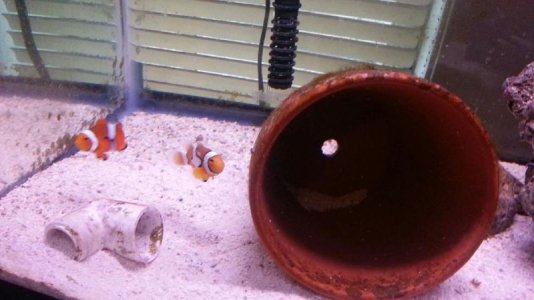 Clownfish - 10-3-2014 - 1b.jpg