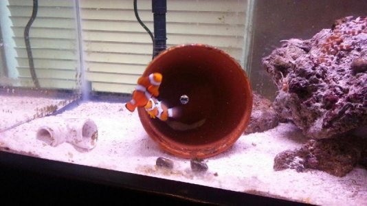 Clownfish - 10-3-2014.jpg