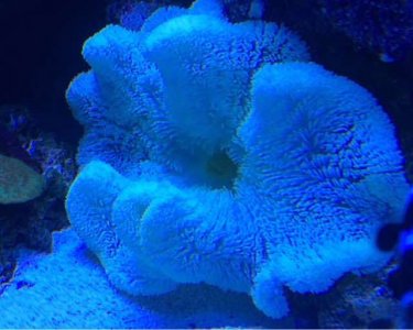 ImageUploadedByTapatalk1412387081.307119.jpg ImageUploadedByTapatalk1412387081.307119.jpg