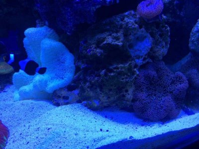 ImageUploadedByTapatalk1412391519.334642.jpg ImageUploadedByTapatalk1412391519.334642.jpg