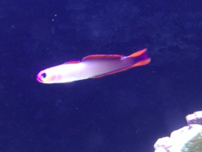 firefish.JPG