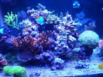 Center Tank Shot (oct 2014).jpg