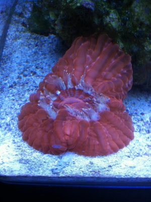 button coral thingy.jpg