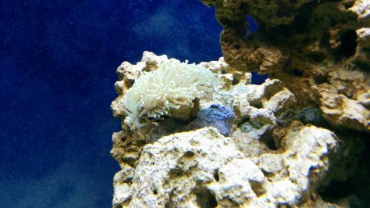 bleaching coral.jpg