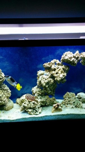 bleaching coral2.jpg