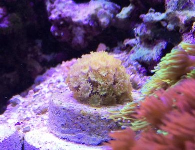 Goniopora2014100606.jpg