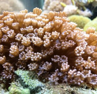 Alveopora2014100601.jpg