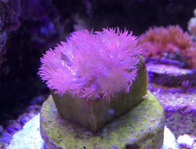 Goniopora2014100608.jpg