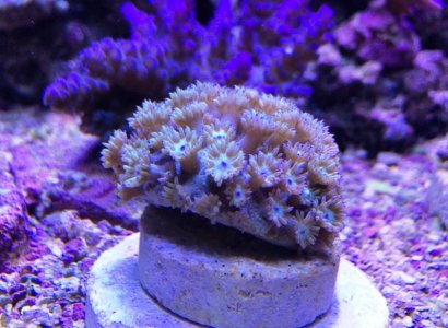 Goniopora2014100604.jpg