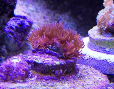 Goniopora2014100607.jpg
