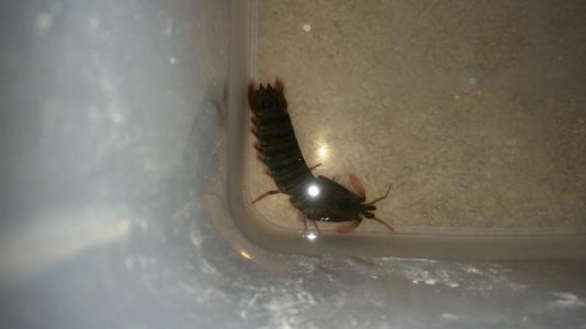 female chiragra.jpg