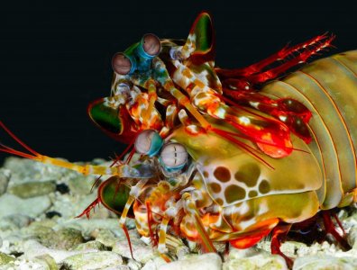 O scyllarus mounting large female 10 7 2014 small.jpg