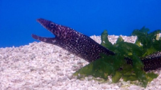 fire eel.jpg
