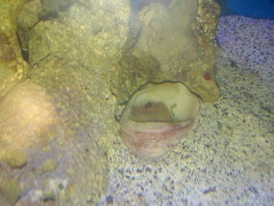 weird anemone update.jpg