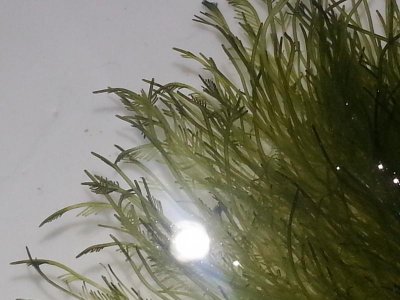 bryopsis.jpg