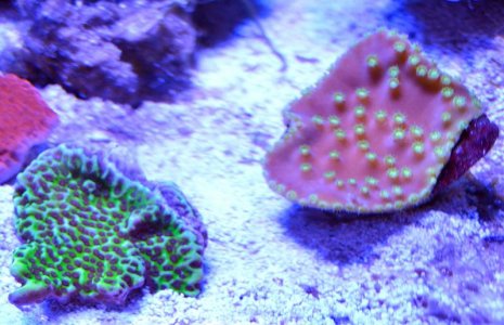 Corals RC.jpg