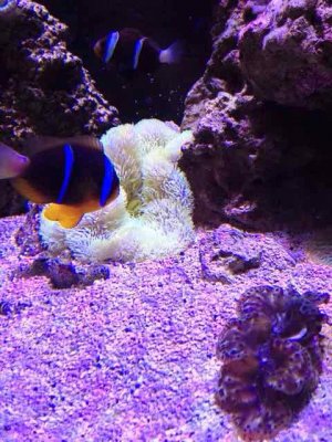 ImageUploadedByTapatalk1412903111.253957.jpg ImageUploadedByTapatalk1412903111.253957.jpg