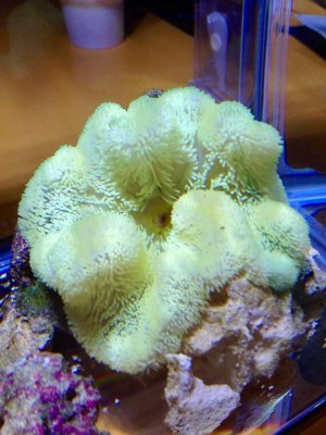 ImageUploadedByTapatalk1412920217.267965.jpg ImageUploadedByTapatalk1412920217.267965.jpg