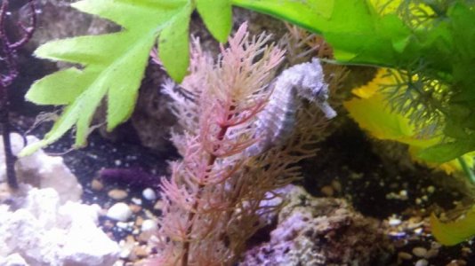 seahorse.day 2.jpg