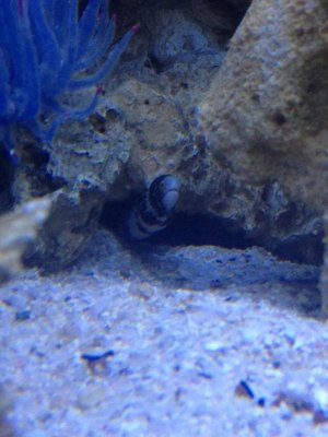 ImageUploadedByTapatalk1413111437.621262.jpg ImageUploadedByTapatalk1413111437.621262.jpg