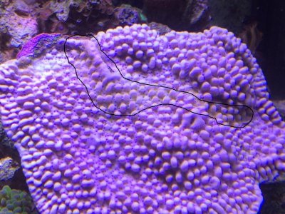 coral.jpg