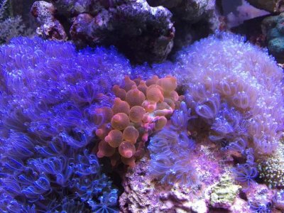 ImageUploadedByTapatalk1413291656.590564.jpg ImageUploadedByTapatalk1413291656.590564.jpg