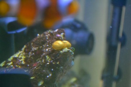 DSC_0550 (800x533).jpg