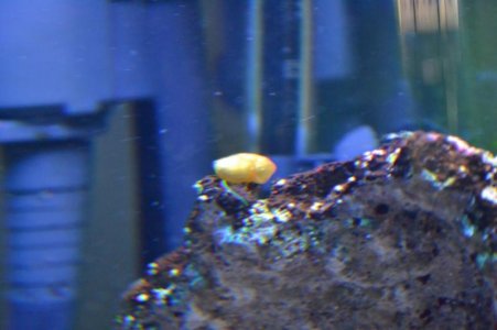 DSC_0554 (800x533).jpg