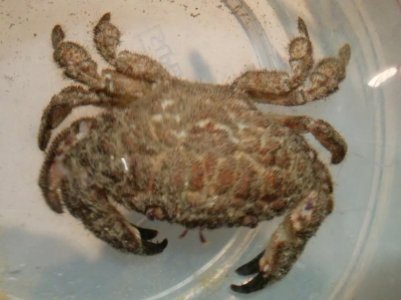 crab1.jpg