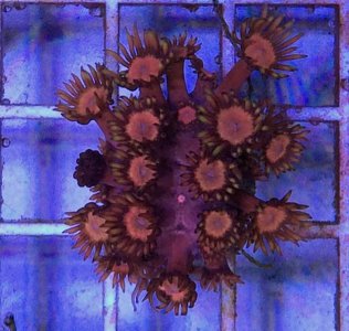 Goniopora2014101501.jpg