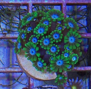 Goniopora2014101502.jpg