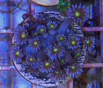 Goniopora2014101503.jpg