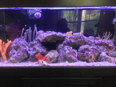 reefpic.jpg