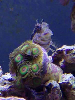 ImageUploadedByTapatalk1413747279.189360.jpg ImageUploadedByTapatalk1413747279.189360.jpg