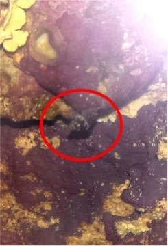 Snail.jpg