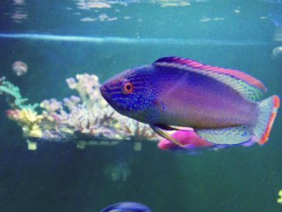 PM Wrasse.jpg