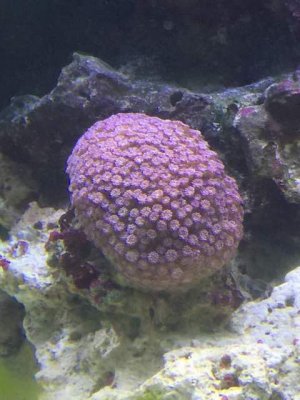 ImageUploadedByTapatalk1414023195.704053.jpg