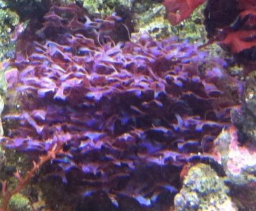purplemacro1.jpg