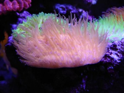 plate orange.jpg