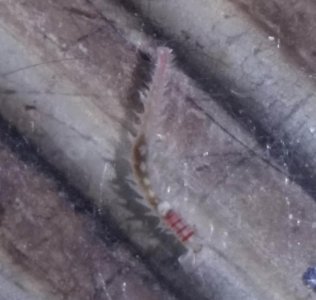 worm1.jpg